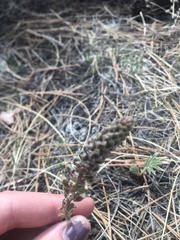 Veronica plantaginea