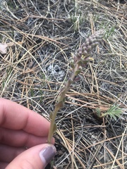 Veronica plantaginea