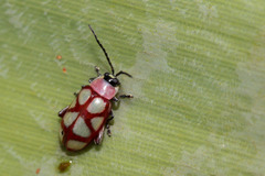 Omophoita magniguttis