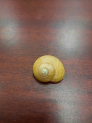 Gastropoda