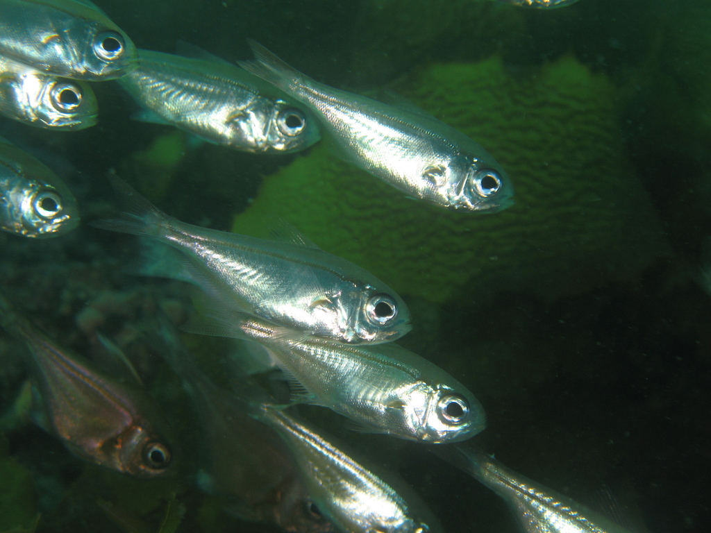 Elongate bullseye (Parapriacanthus elongatus) — Pempheridae