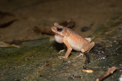 Ingerophrynus parvus