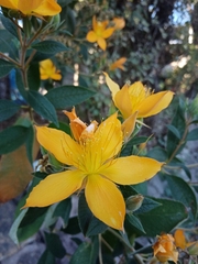 Mentzelia arborescens