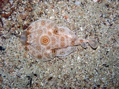 Diplobatis ommata