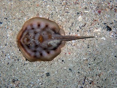 Urobatis maculatus