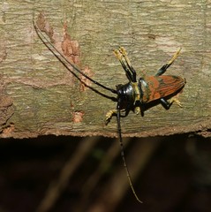 Sternotomis rufozonata