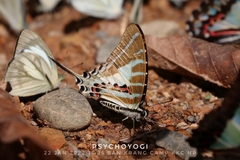 Graphium aristeus