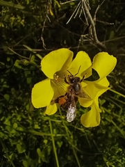 Apis mellifera