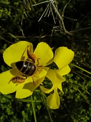 Apis mellifera