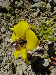 Apis mellifera