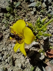 Apis mellifera