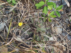 Ixeris tamagawaensis