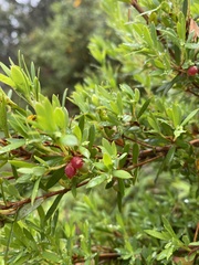 Acrothamnus