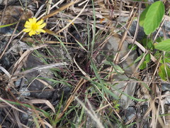 Ixeris tamagawaensis