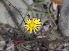 Ixeris tamagawaensis