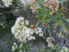 Chauliognathus transversus