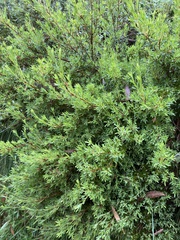 Acrothamnus