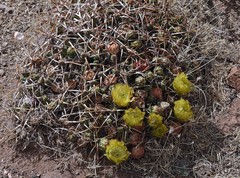 Maihueniopsis molfinoi