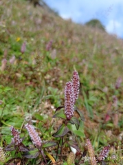 Elsholtzia strobilifera