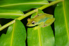 Zhangixalus prominanus