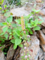 Elsholtzia strobilifera