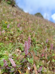 Elsholtzia strobilifera