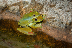 Zhangixalus prominanus