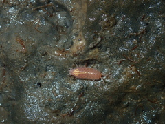 Androniscus dentiger