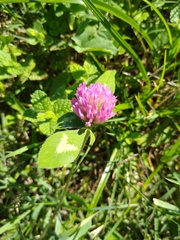 Trifolium pratense