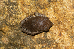 Leptobrachium hendricksoni