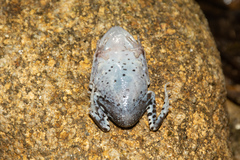 Leptobrachium hendricksoni