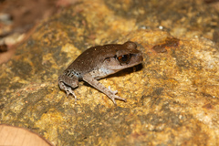 Leptobrachium hendricksoni
