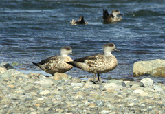 Lophonetta specularioides