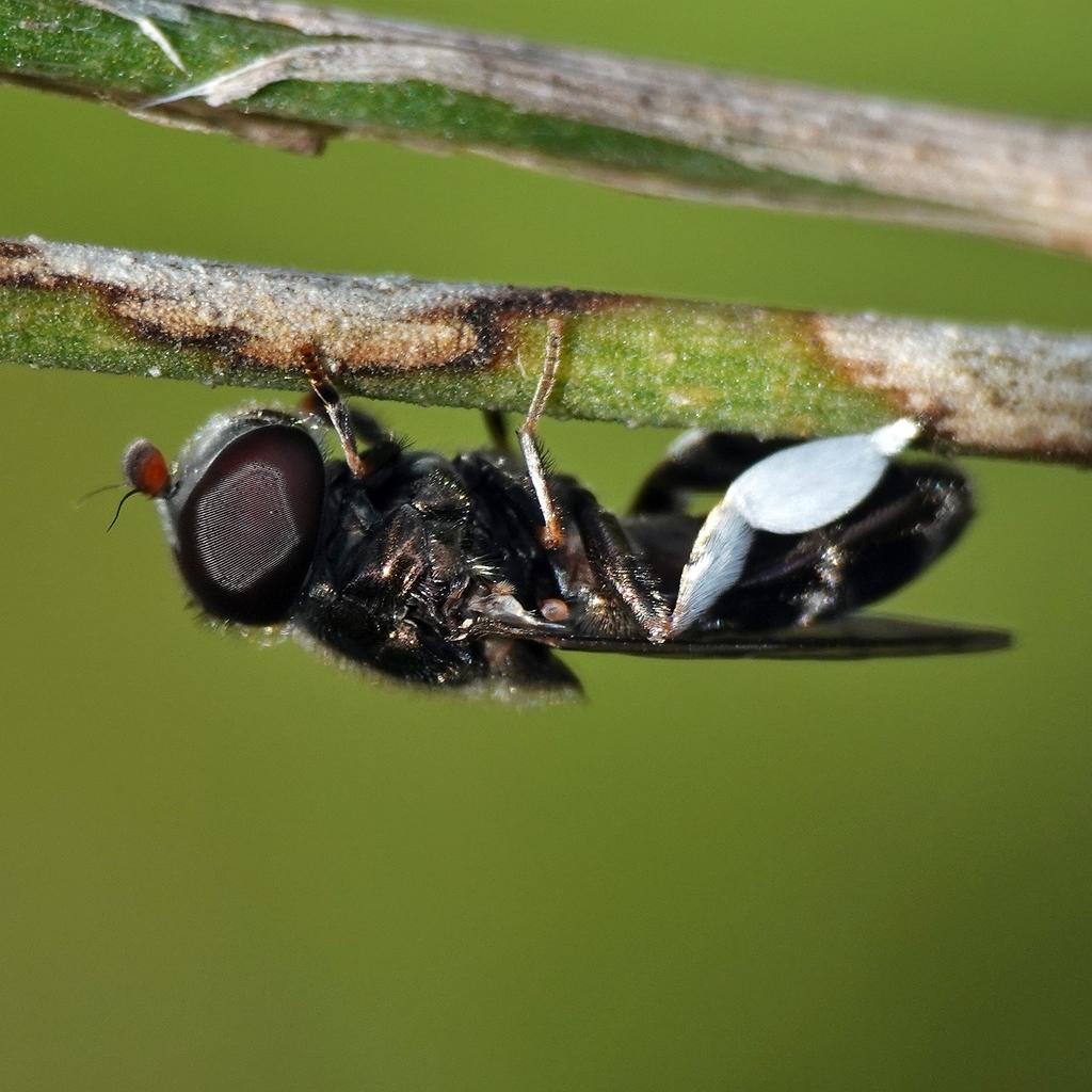Eumerus peltatus