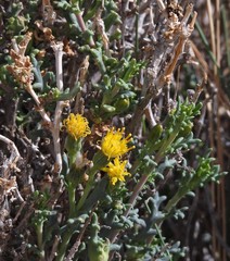 Senecio nutans