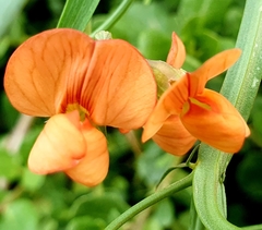 Lathyrus aphaca
