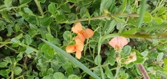 Lathyrus aphaca