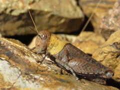 Dichroplus conspersus