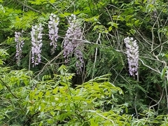 Wisteria floribunda