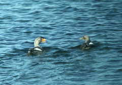 Tachyeres patachonicus