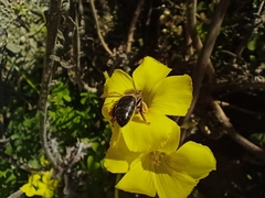 Apis mellifera