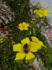Apis mellifera