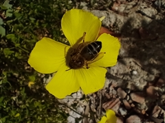 Apis mellifera