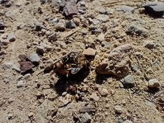 Vespula germanica