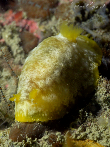 Doriopsilla rarispinosa