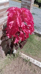 Amaranthus tricolor
