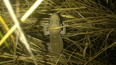 Hemidactylus whitakeri