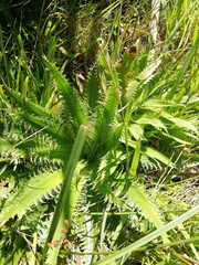 Eryngium serra