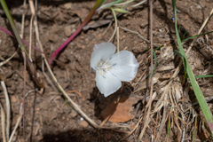 Calochortus minimus