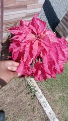 Amaranthus tricolor